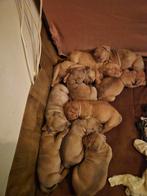 American bully x bordeaux dog pups, Dieren en Toebehoren, Overige rassen, 8 tot 15 weken, Meerdere, Meerdere dieren