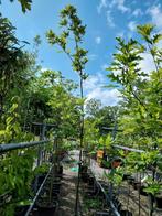Moeraseik - quercus palustris, Ophalen, Volle zon