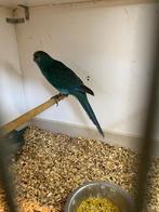 Kakariki parkieten, Meerdere dieren, Parkiet, Geringd