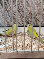 fantastische kwaliteit turquasine poppen, Vrouwelijk, Parkiet, Geringd