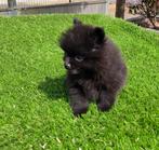 Te koop mooie dwergkees pups (pomeriaan pups), Nederland, Keeshond, Reu, CDV (hondenziekte)