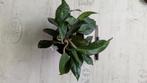 hoya carnosa dark red, Huis en Inrichting, Ophalen of Verzenden, Halfschaduw, Minder dan 100 cm