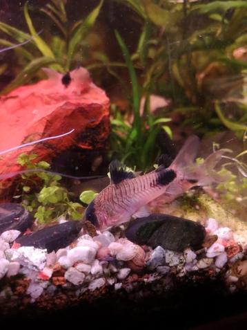5X Corydoras panda XL beschikbaar voor biedingen