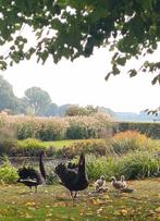 Zwarte zwanen kuikens, Dieren en Toebehoren, Pluimvee, Geslacht onbekend, Gans of Zwaan