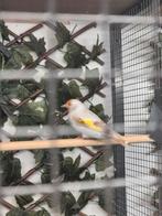 Mooi koppel  majoor  putters, Dieren en Toebehoren, Meerdere dieren, Bastaard