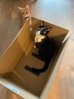 Lieve katten Otje (7) & Ted (5) zoeken nieuw thuis, Dieren en Toebehoren, Katten en Kittens | Overige Katten, Kater, Kortharig