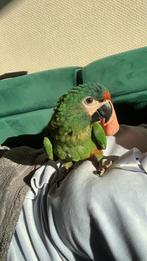 Ara Maracana, Dieren en Toebehoren, Vogels | Parkieten en Papegaaien, Vrouwelijk, Papegaai, Pratend