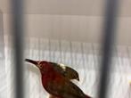Koppel vuurvinken, Dieren en Toebehoren, Vogels | Overige Vogels, Meerdere dieren, Geringd