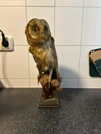 Opgezette kerkuil taxidermie, Verzamelen, Dierenverzamelingen, Ophalen of Verzenden, Gebruikt, Vogel, Opgezet dier