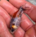 Lederspiegel goudvisjes ! Zeer zeldzaam(zonder schubben), Dieren en Toebehoren, Vissen | Vijvervissen, Overige soorten