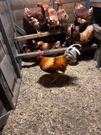 Broedeieren lohman legkippen, Dieren en Toebehoren, Pluimvee, Geslacht onbekend, Kip