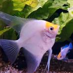 Pterophyllum scalare, Vis