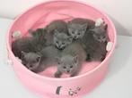 Blauwe Rus kittens, Dieren en Toebehoren, Meerdere dieren, 0 tot 2 jaar, Gechipt