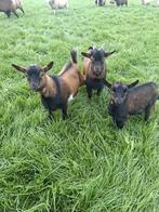 dwerggeit bokje te koop, Dieren en Toebehoren, Schapen, Geiten en Varkens, Mannelijk, Geit, 0 tot 2 jaar