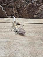 Verschillende wimper gekko's, Dieren en Toebehoren, Hagedis, 0 tot 2 jaar