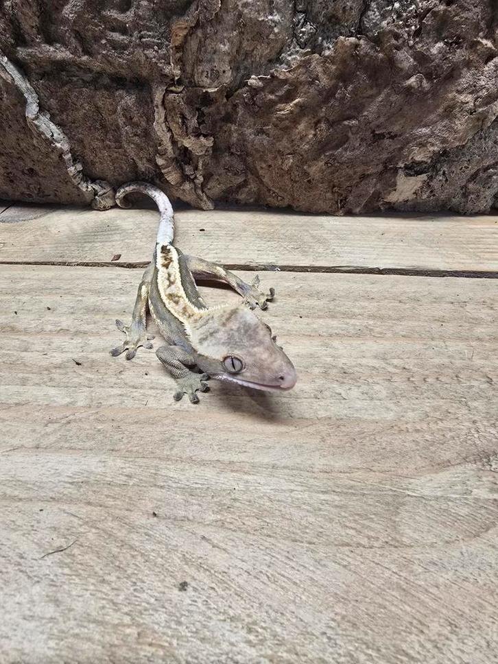 Verschillende wimper gekko's