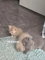 Kittens deze lente. 🌷, Dieren en Toebehoren, Geslacht onbekend