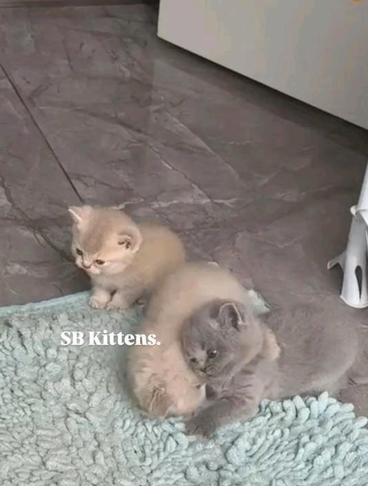 Lente kittens Britse korthaar. 🌷, Dieren en Toebehoren, Katten en Kittens | Raskatten | Korthaar, Geslacht onbekend