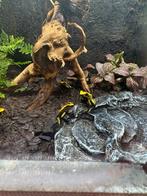 Phyllobates bicolor, Amfibie, 0 tot 2 jaar