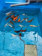 Koi 25-30 cm desgewenst bezorgd aan huis, Dieren en Toebehoren, Vissen | Vijvervissen, Karper of Koi