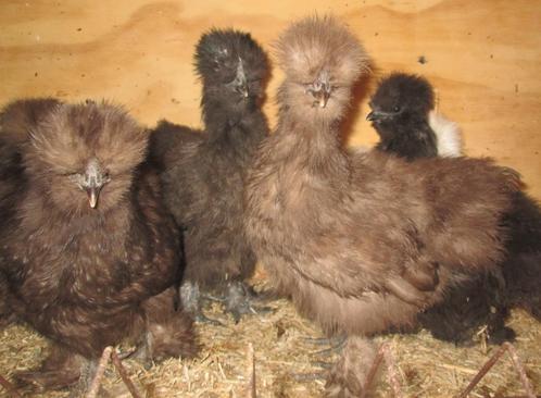 jonge zijdehoenhenntjes, Dieren en Toebehoren, Pluimvee, Kip, Vrouwelijk