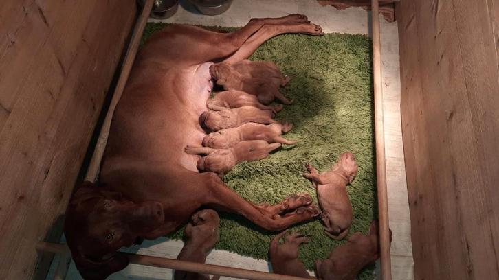 Vizsla korthaar pups, Dieren en Toebehoren, Honden | Setters en Staande honden, Meerdere dieren, Overige rassen, Particulier, Meerdere