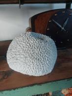 Fossiel Koraal - Decoratief Natuurlijk Object, Ophalen of Verzenden, Gebruikt