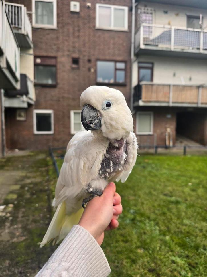 Tweede kans voor jouw vogel- Training/Opvang, Dieren en Toebehoren, Vogels | Parkieten en Papegaaien, Papegaai, Meerdere dieren