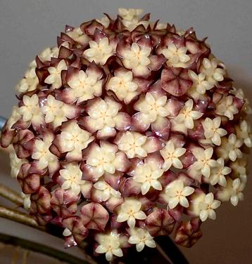 Hoya Clemensiorum Aceh