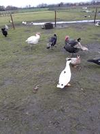 Kalkoenen hanen, Dieren en Toebehoren, Mannelijk, Kalkoen