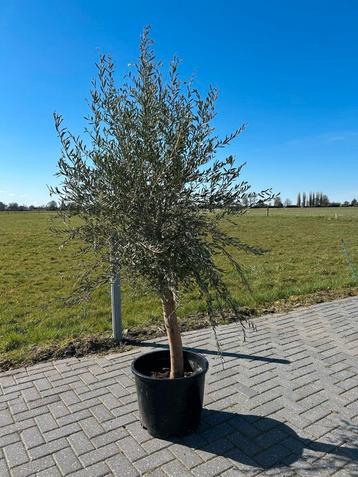 Prachtige olijfboom. beschikbaar voor biedingen