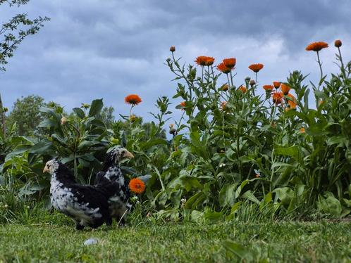 2 wyandotte kriel kippen zwart wit gepareld evt met haan, Dieren en Toebehoren, Pluimvee, Kip, Vrouwelijk