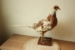 Taxidermie opgezette fazant, Ophalen of Verzenden, Gebruikt, Vogel, Opgezet dier