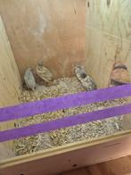 19 jonge chinese kwartels, Dieren en Toebehoren, Pluimvee, Meerdere dieren, Overige soorten