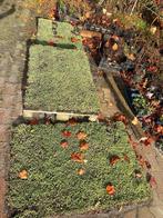 Sedum mixmat 2.88m2, Ophalen, Vaste plant, Bodembedekkers, Halfschaduw