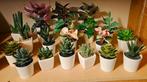 20 kunstplantjes, cactussen, vetplantjes (15x Ikea), Ophalen, Zo goed als nieuw