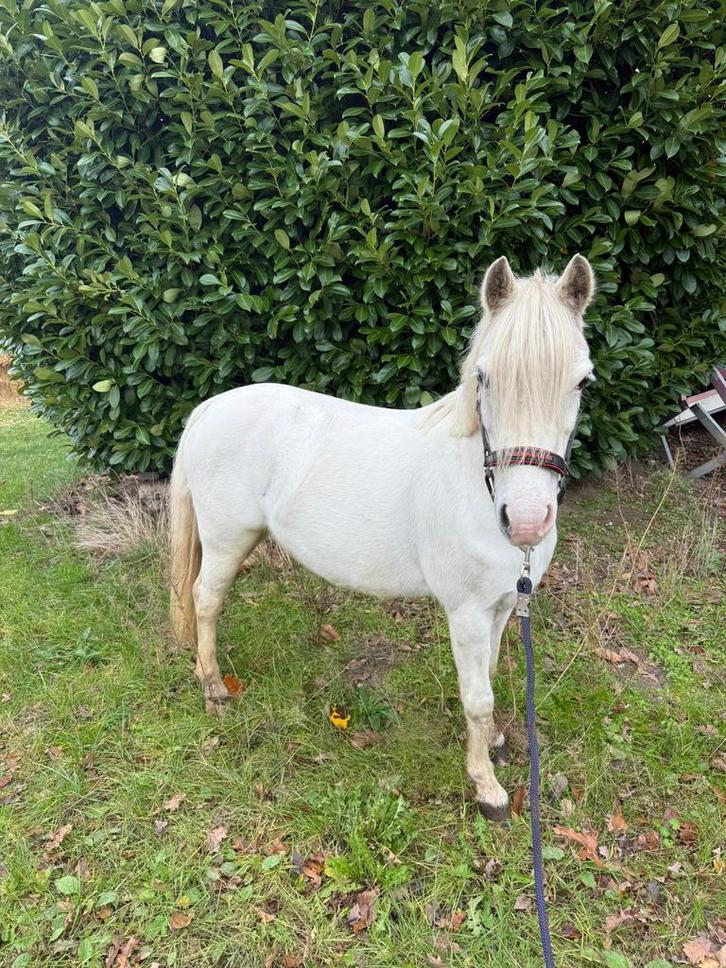 Onwijs knappe welsh merrie met papier, Dieren en Toebehoren, Pony's, Merrie, B pony (1.17m tot 1.27m)
