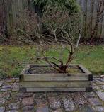 Mooie meerstammige Azalea Bonsai - 15 jaar oud, Halfschaduw, Overige soorten, Lente, Minder dan 100 cm