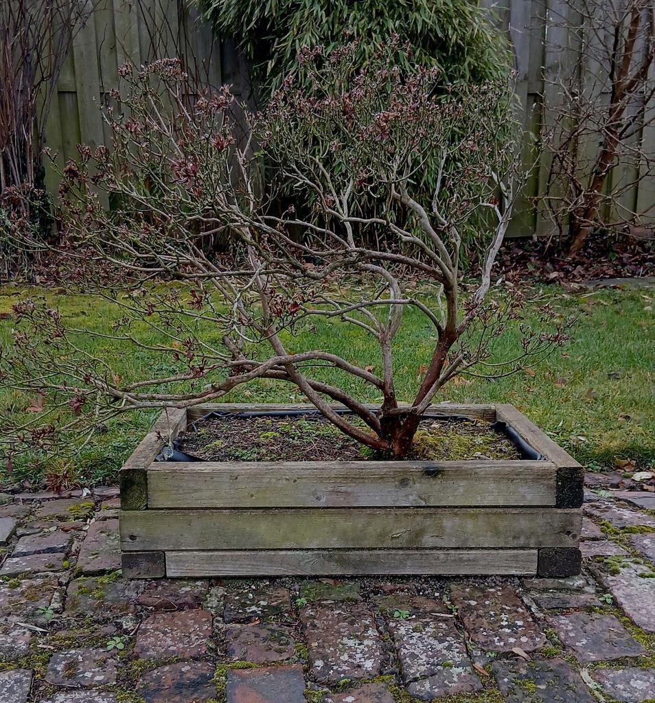 Mooie meerstammige Azalea Bonsai - 15 jaar oud, Tuin en Terras, Planten | Bomen, Overige soorten, Minder dan 100 cm, Halfschaduw