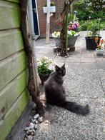 lieve aanhankelijke maine coon kater zoekt nieuw huisje, Dieren en Toebehoren, Katten en Kittens | Raskatten | Langhaar, Kater