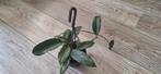 Hoya erhytrina, Huis en Inrichting, Kamerplanten, Ophalen of Verzenden, Halfschaduw, Minder dan 100 cm