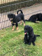 Prachtige Bernedoodle pups., 8 tot 15 weken, CDV (hondenziekte), Meerdere, Meerdere dieren