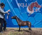 Amha en nmprs hengstje, Dieren en Toebehoren, Pony's, Gechipt, 0 tot 2 jaar, Hengst, A pony (tot 1.17m)