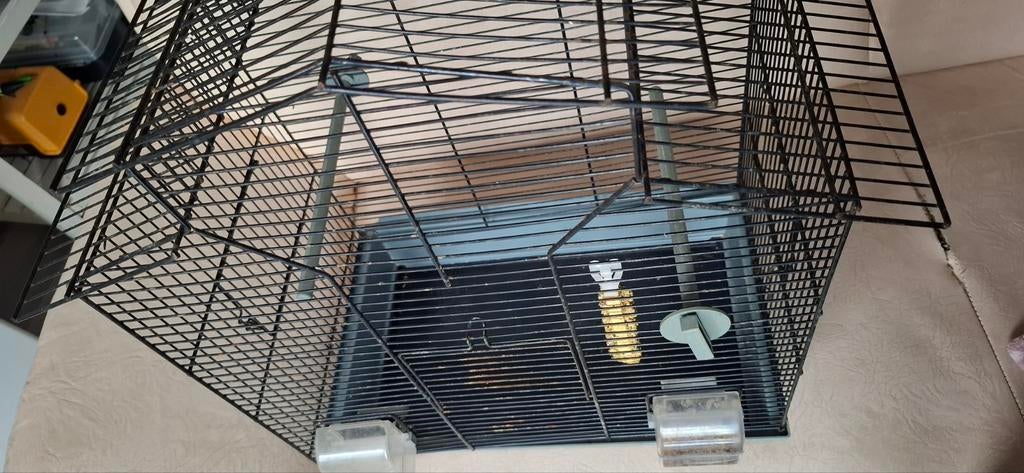 Kooi 50x60 cm, Dieren en Toebehoren, Vogels | Parkieten en Papegaaien, Mannelijk, Parkiet