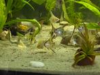 Maanvissen aquarium, Dieren en Toebehoren, Vis