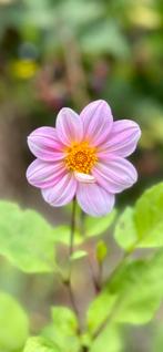 Dahlia 30, Tuin en Terras, Ophalen, Zomer, Overige soorten, Volle zon