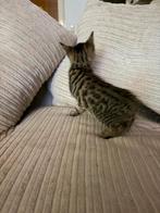 Halve Bengaal kittens, Dieren en Toebehoren, Katten en Kittens | Raskatten | Korthaar, Meerdere dieren, Gechipt