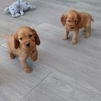 Raszuivere Engelse Cocker Spaniël pups te koop, Dieren en Toebehoren, Nederland, CDV (hondenziekte), 8 tot 15 weken, Meerdere