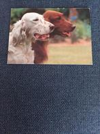 setter - honden, Ophalen of Verzenden, Ongelopen, Hond of Kat