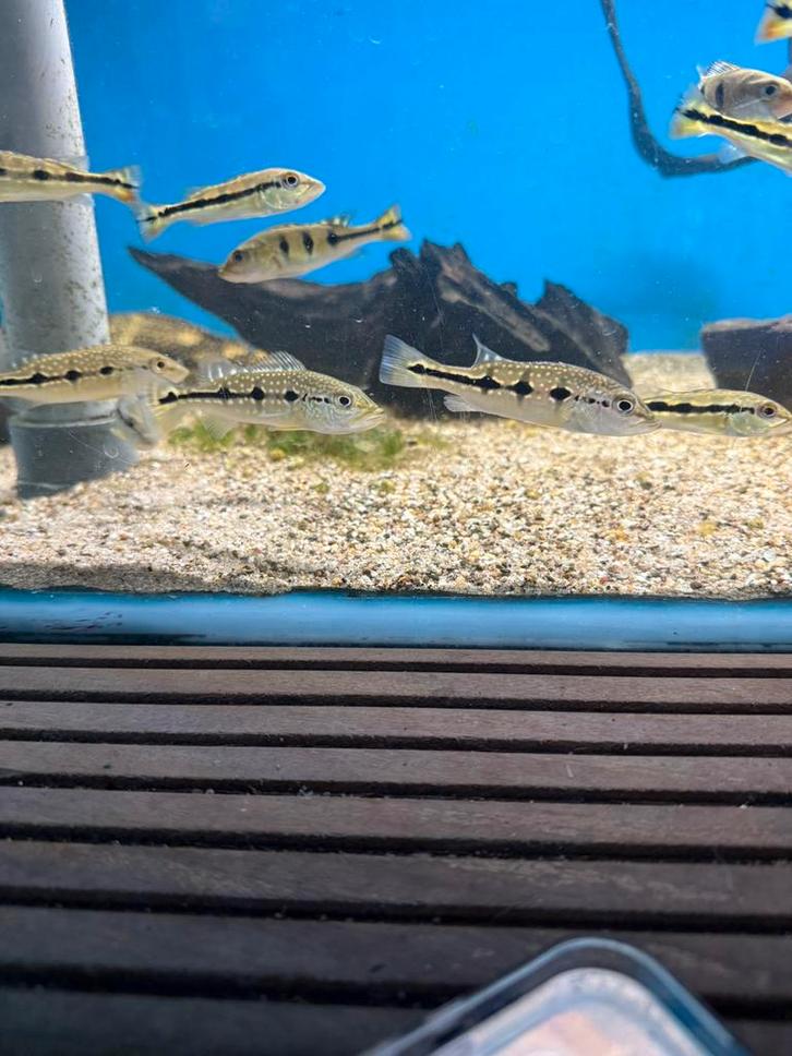 Cichla Orinocensis maat s, Dieren en Toebehoren, Vissen | Aquariumvissen, Vis